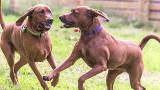 Redbone Coonhound Dog Redbone Coonhound as a Pet How to Take Care of a Redbone Coonhound [upl. by Nagap]