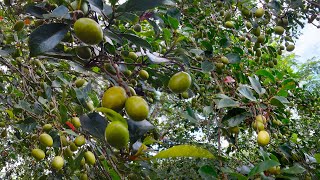 Ceylon Olive Tree Elaeocarpus serratus [upl. by Nnyw]