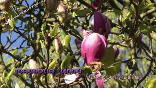 Magnolia Lennei flowering [upl. by Arvind]