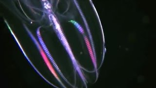 Facts The Comb Jelly Ctenophora [upl. by Ayarahs]