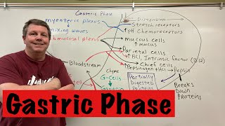 Phases of Gastric Secretion Gastric Phase [upl. by Eibbob]