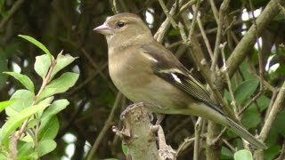 Female Chaffinch on Display [upl. by Wall33]