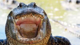 Alligator eats Python 06 Time Lapse Speed x1 [upl. by Breed]