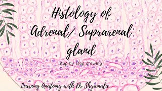 Histology of Adrenal gland Step by step drawing with description [upl. by Terrena]