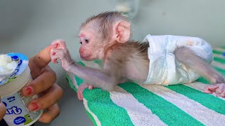 First Time For TIny Baby Monkey Luca Taste The Yogurt Luca come to hold Moms finger request Yogurt [upl. by Patt762]