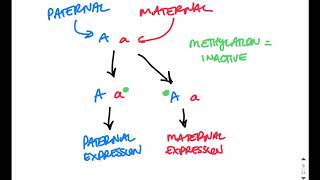 PraderWilli vs Angelman Syndrome [upl. by Allare]