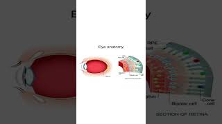 What is the Difference Between Rods and Cones Shocking Truths Revealed [upl. by Barb]