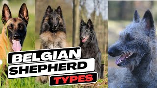 Belgian Shepherd Types [upl. by Grubman]