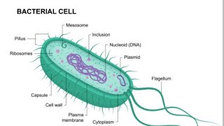 Ultrastructure of Bacterial cell Explained by Narsingh sir new video [upl. by Lyram]