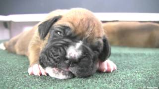 Boxer Puppies Begin to See in HD [upl. by Briant]