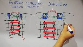 CVS physiology lecture 3  Excitaion contraction coupling process of cardiac muscles [upl. by Phares]