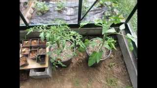 Growing Tomatoes in Hydroponics Coco CoirNo Power or Pumps [upl. by Genna425]