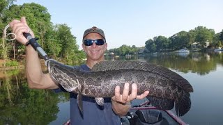 SNAKEHEAD FISHING KERALA [upl. by Pul27]