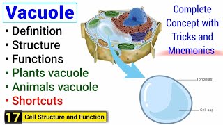 Vacuole structure and function  Complete concept  Peak Lectures [upl. by Gauthier139]