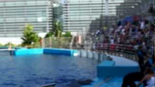 TIERWELT Delphin Show Ozeaneum Valencia Oceanogràfic [upl. by Possing]