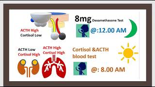 Hypopituitarisme Hyperpituitarisme amp Médical Chirurgical Hypophysectomie Glande endoceine 3 mn [upl. by Stormy310]