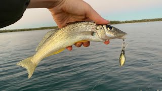 Catch and Cook Massive whiting [upl. by Annej]