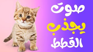 صوت يجذب القطط إليك ويجعلها تأتي بسرعة  صوت قطط يجذب القطط  صوت قطة  A sound that attracts cats [upl. by Nyrrek]