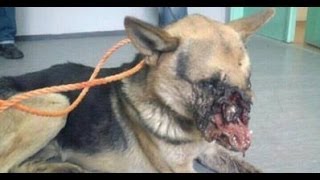 Kids puts firecracker in dogs mouth  Full story [upl. by Colet635]