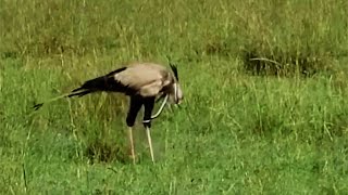 Secretary bird getting strangled by snake its eating [upl. by Esened55]