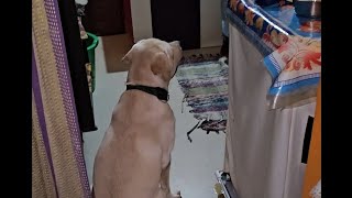 Ena DADA🧓 UNA ETHA PAKKAM PAKA MUDILABUSY POLA🤔charlie MIND VOICE🥰😍labradorlovers [upl. by Federica]