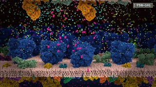 How Neurons Communicate An Introduction to Neurotransmission and Action Potential from PDB101 [upl. by Lanni]