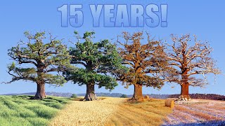 15 year Time lapse of old Oak tree [upl. by Nwahsal]