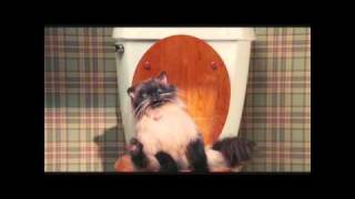 Jinxers the pooping cat HD 720P [upl. by Mayda734]