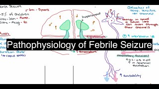 Pathophysiology of Febrile Seizure [upl. by Hafinah]