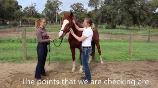 Checking a horse for Equine Gastric Ulcers using acupoint palpation  before and after treatment [upl. by Anuska698]