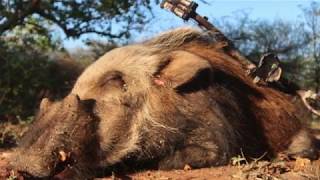 BUSHPIG Survives Arrow and predator [upl. by Silvia]