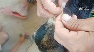 Removing Big Ticks and Fleas From my Black Dog [upl. by Lela]