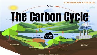 The Carbon Cycle Process [upl. by Onaicnop]