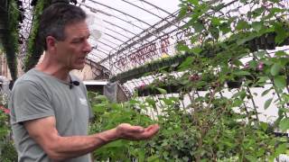 Growing Mulberries in Containers [upl. by Rowen]