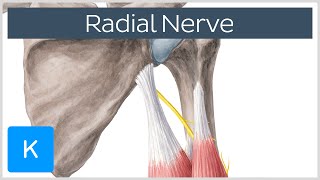 Radial Nerve  Branches Course amp Innervation  Human Anatomy  Kenhub [upl. by Ettennaj291]