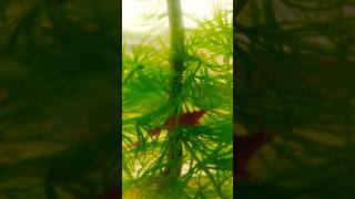 🦐🦐🦐🦐🌿🌿🌿🌿🌿 shrimp shortsfeed aquarium fishtanklifestyle fishtank [upl. by Batty]