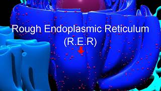 Cell organelles – Structure and function of endoplasmic reticulum – in English [upl. by Amihc35]