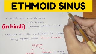 Paranasal sinuses  5  Ethmoid Sinus [upl. by Ail624]