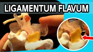 Ligamentum Flavum  The FIRST Dynamic Ligamentum Flavum Ever To Be Produced [upl. by Jerrold]