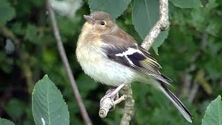 Juvenile Chaffinch  Bird ID [upl. by Beverle]