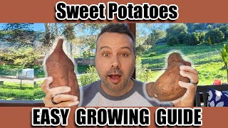 Easiest Way to Grow Sweet Potatoes [upl. by Mcroberts]