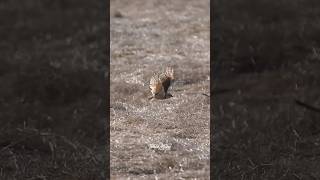 A failed attemptBurrowing Owl fails to catch the Green June Beatle owls burrowingowl [upl. by Elatnahc]