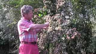 HOW TO PLANT AND GROW CHILEAN GUAVA [upl. by Mylo]