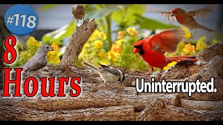 Uninterrupted 😻 Video for Cats 8 Hours of Birds 🐦 No Ad Interruptions CatTV [upl. by Harwill]