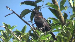 Boyerito Icterus cayanensis VOCES [upl. by Lawry]