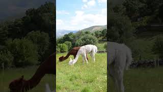 Alpacas de Gredos Windy Grazing shorts alpaca mountainfarm [upl. by Marcela221]