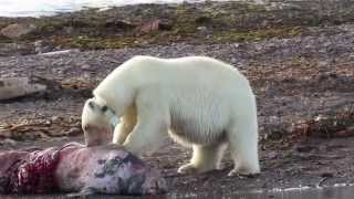 Polar Bear Female feasting on a carcass  Svalbard cruise [upl. by Tutto355]