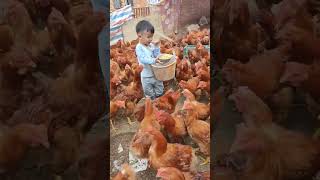 Rural children Freerange village chickens Pastureraised chickens [upl. by Eniarral520]