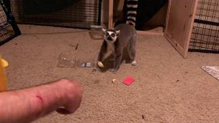 Ring Tailed Lemurs in Texas [upl. by Hcab]