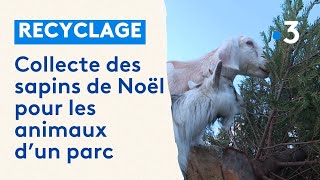 Collecte de sapins de Noël pour les animaux du Parc Du Coq à l’âne dans les DeuxSèvres [upl. by Sherrie]